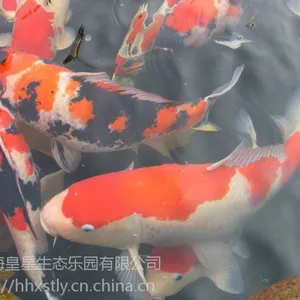 浙江杭州锦鲤鱼销售、***鱼销售、锦鲤鱼苗销售