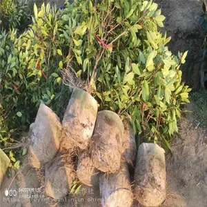 ��Ҷʯ骱�����ۣ���Ҷʯ�������������Ҷʯ骼۸�