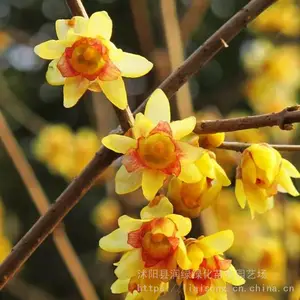 ��÷����2-3���Ӵ�����÷�������������