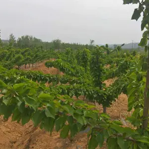 烟台大樱桃树苗批发基地-买烟台大樱桃苗选哪家好