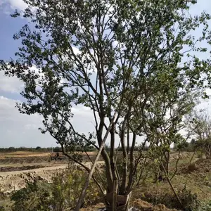 多杆乌桕 丛生乌桕 基地价格