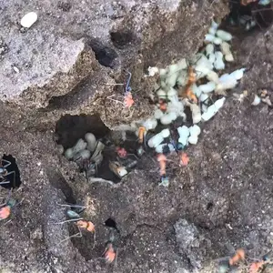 �������Ϻ���***���� ����*** ***�������