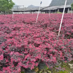 泉州红花继木袋苗 根系发达 观赏性高红色叶片