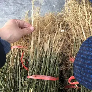 山东临沂枸橘小苗***格 0.6-1.2米高
