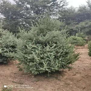 农户供应5米云杉培育基地 云杉品质有 山东基地5米云杉好的货源 云杉