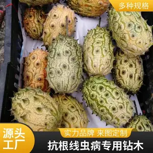 非洲黄瓜 刺角瓜 具有抗根线虫病 是黄瓜嫁接用的优选钻木品种