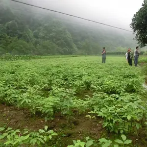红豆树苗,鄂西红豆树袋苗,红豆树小苗