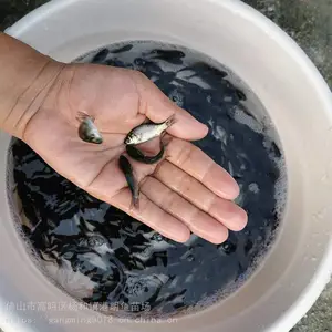 ����Բͷ��������ֳ -��ˮ���������紺�����ȹ�Ӧ-�ƽ�������***��