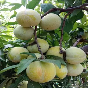 ˧����ľ ��ӭ�ɹ�ʵ�ؿ��� ���������� �����ֻ����� ����������
