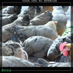 �ӻ�����������ũ�������ʼ�����Զ��Ƽ�