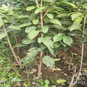 ��³��˹ӣ����Ʒ��*** 2����ӣ�����׳ɻ� 1��ӣ������ֲǰ��