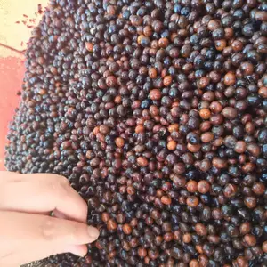刨花楠种子,新香粉树种子批发,刨花润楠种子