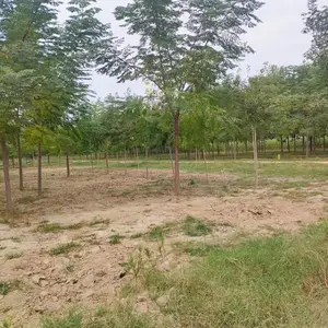 山东邹平二乔苦楝树苗基地供应10公分苦楝树苗厂家苗木供应商3-8公分苦楝树苗产地报价