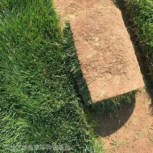 山东泰安草坪那里有卖石家庄栾城混播草坪基地