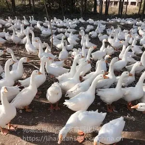 河南鹅苗孵化场,鹅苗养殖技术,鹅苗厂家