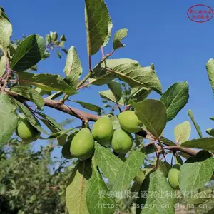 ���������硢����������***�����缼��