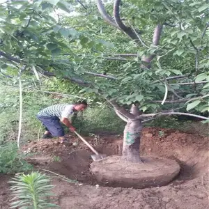 �������� �������� �ʺ��ϱ�����ֲ ��ӣ��������������