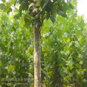 9���ַ�ͩ �۸��Ż� ˧�� A����ͩ ��ֲ����