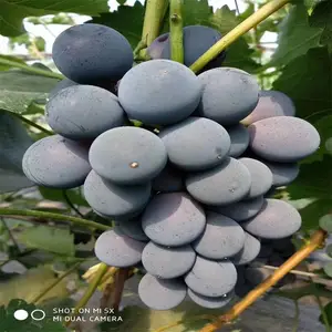 ���ּ޽Ӿ��������� ������������۸� ������ľ