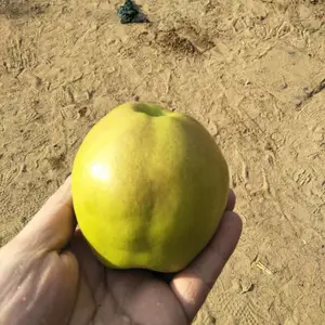 1�������� ����7�������� ��Ʒ��Ч��õ���Ʒ��