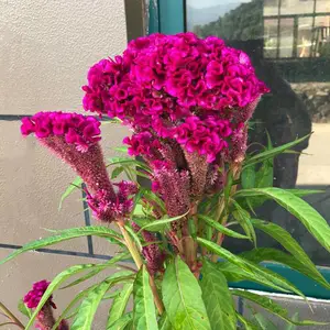 江苏沭阳专业花卉种子供应商鸡冠花种子直销