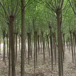 ��Ӧ�߸�10����˿��ľ ˿��ľ�۵�ֱ�� ũ����ֲ˿������