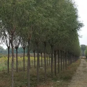 柳树批发,成都柳树基地 直销价