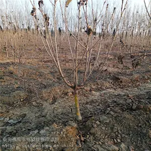 ����ʡ����-��ӣ���籨�ۡ���ӭʵ�ؿ���
