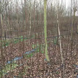 ���۸�1.5-3.5�׸ߵ���ޱ�� ֱ�������� ������ �� ���Ż�