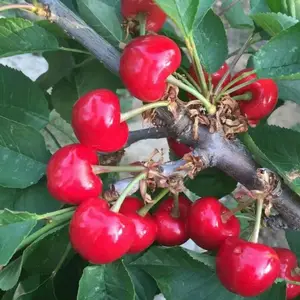 ����˹8��ӣ�����ɫ��Ƥ ����˹8��ӣ��������������������