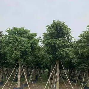 云南秋枫树供应商 云南秋枫树批发商 2021年秋枫树***报价