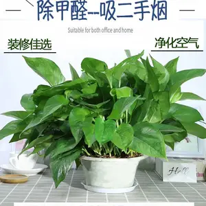 花卉苗木销售-办公绿化-会展绿化服务、绿色植物花卉瓷盆销售业务