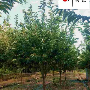 成都8-12公分板栗树多少钱 四川板栗树基地 贵州板栗树批发 园林庭院观赏乔木