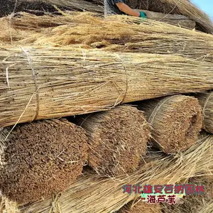 优质海芦苇 出口级海芦苇 工艺苇 工艺芦苇 精品海芦苇能买到吗？