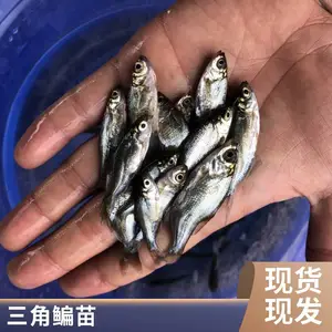 �������������� ��ˮ������������ ������ֳ�ɻ�***��������
