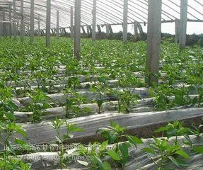 大连大棚西红柿滴灌带优质贴片滴灌带生产