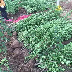 ������������Ҷ��� ��������ͻ�� ����ǿ �ʺϹ�ҵ�� ������Ⱦ���̻�