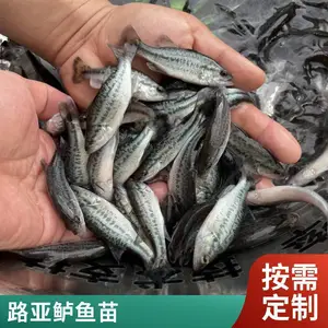 加州鲈鱼苗 抵抗力强抗病力优优鲈3号鱼苗 适合鱼塘养殖高产