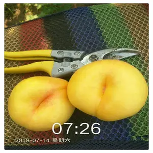 ���������л����Ҷ��� ������2������ ���� ����8������