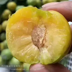 ���з���������-��Ӧ���������羭����