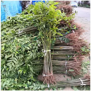 什么季节种植香椿树苗好 大棚香椿苗基地批发