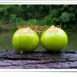 专业供应精选优质三年桐种子