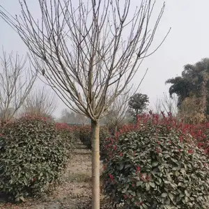 �Ĵ�ӣ������ ����8����ӣ��������ľ �ձ���ӣ�� ��