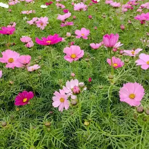 ���ع�Ӧ��˹�ջ��� һ�����������ݱ� ��ɫ�ḻ������ ������������