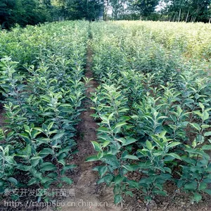 自根砧鲁丽苹果树苗多少钱 矮化鲁丽苹果树苗价格