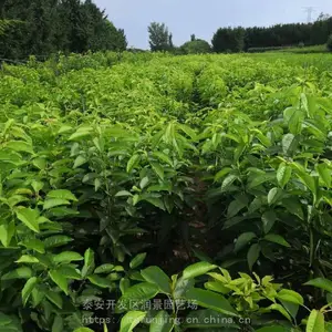 ��Ʒ�ָ���ӣ��������_��������ӣ�������