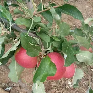 ��ţƻ������ ˧����ľ ��ľһ��ƻ������ �۴�ƻ������ ���ͻ���