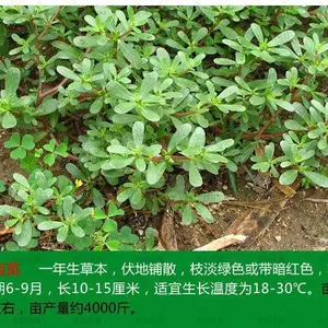 ����һ�����������ӵ�����Ҫ�� ����˽Ϻõ�Ұ������Ʒ��