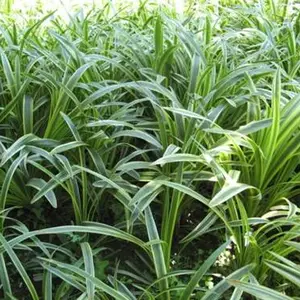 麦冬草批发商-王春雷麦冬草(在线咨询)-北京麦冬草批发