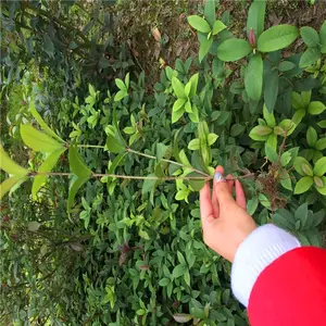 广西贺州杜鹃苗价格推陈出新
